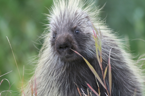 North American Porcupine