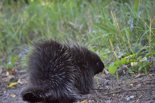 North American Porcupine