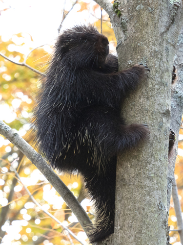North American Porcupine