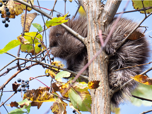 North American Porcupine