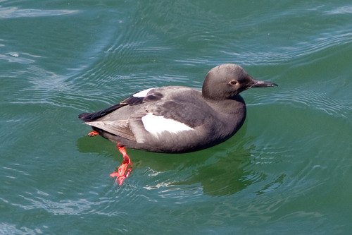 Pigeon Guillemot