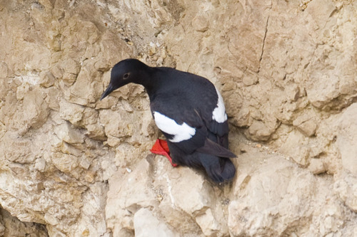 Pigeon Guillemot