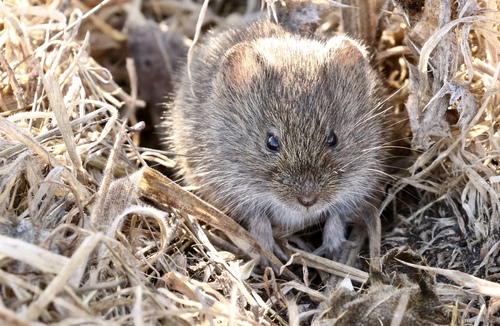 Meadow Voles