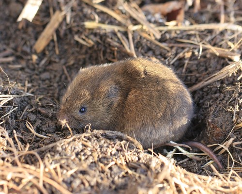 Meadow Voles