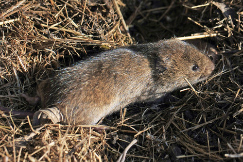 Meadow Voles