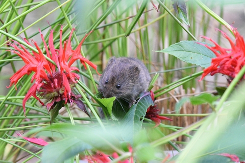 Meadow Voles