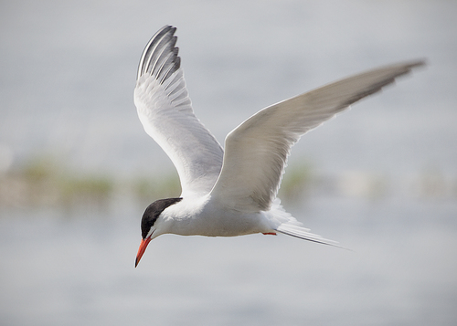 Common Tern