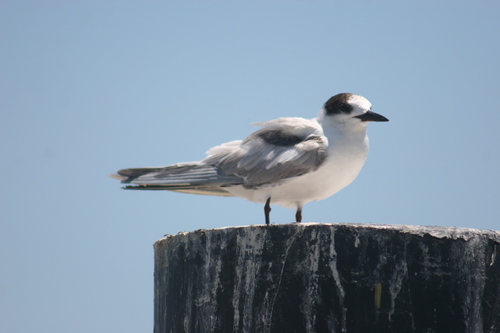 Common Tern