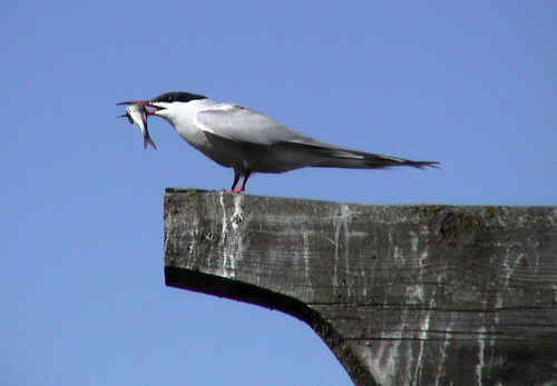 Common Tern