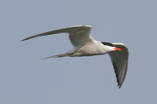 Common Tern