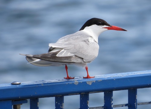 Common Tern