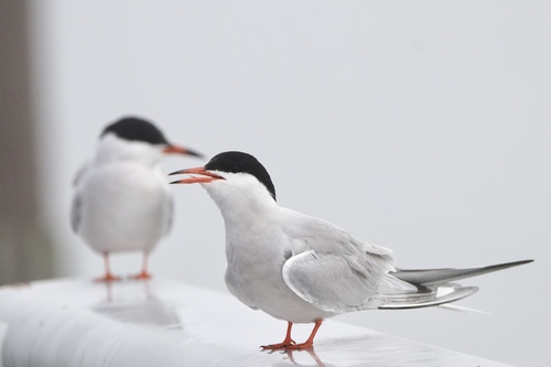 Common Tern