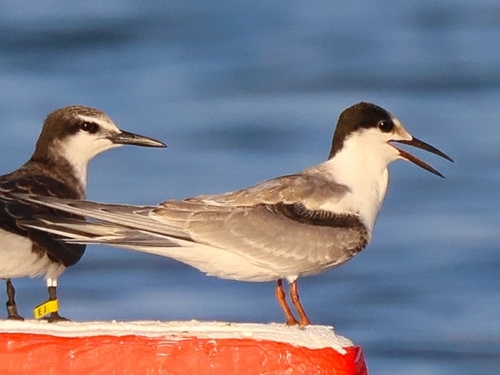 Common Tern