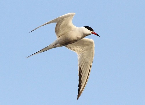 Common Tern