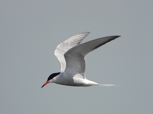 Common Tern