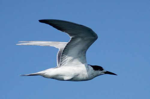 Common Tern