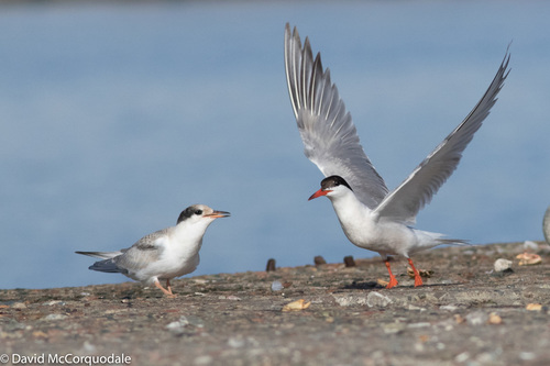 Common Tern