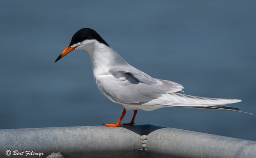 Forster's Tern