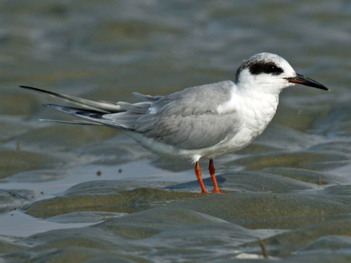 Forster's Tern