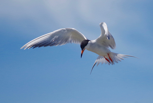 Forster's Tern