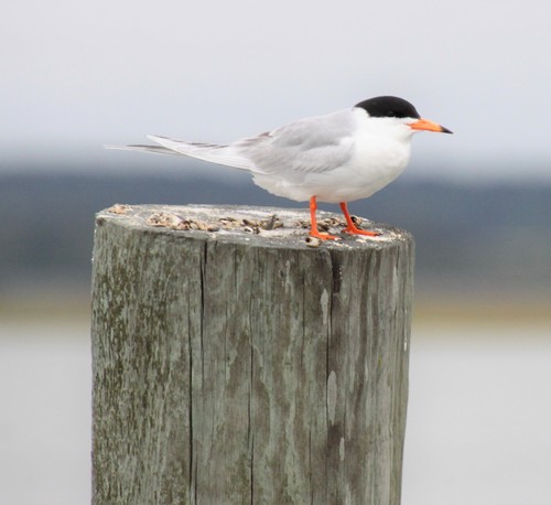 Forster's Tern