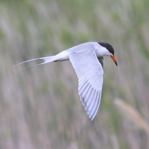 Forster's Tern