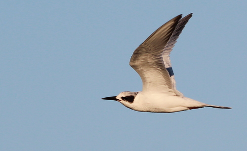 Forster's Tern