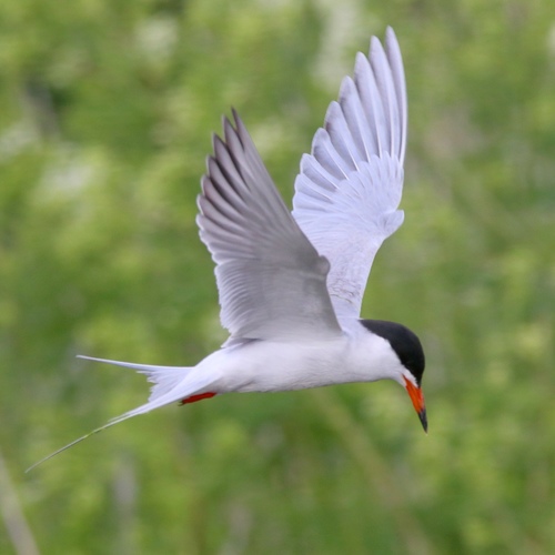 Forster's Tern