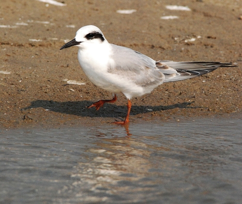 Forster's Tern