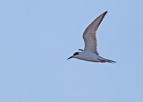 Forster's Tern