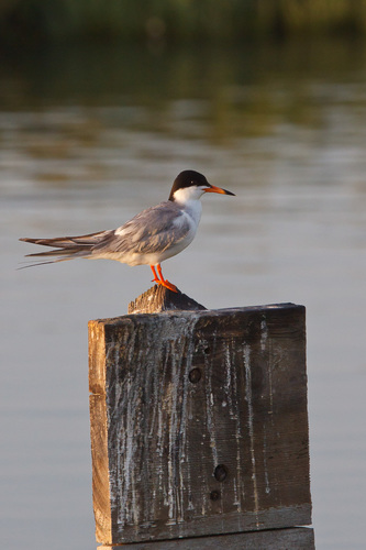 Forster's Tern