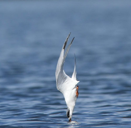 Forster's Tern