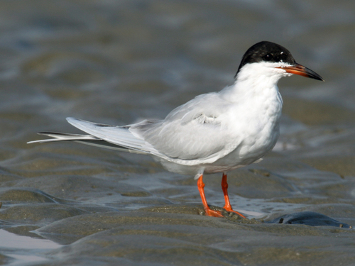 Forster's Tern