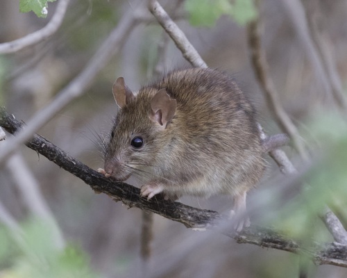 Black Rat