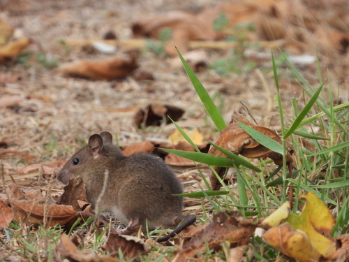 Black Rat