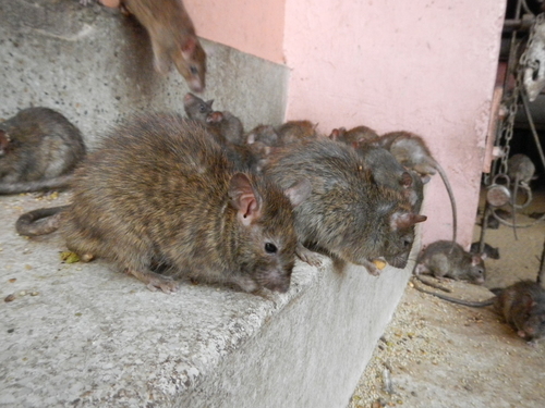 Black Rat