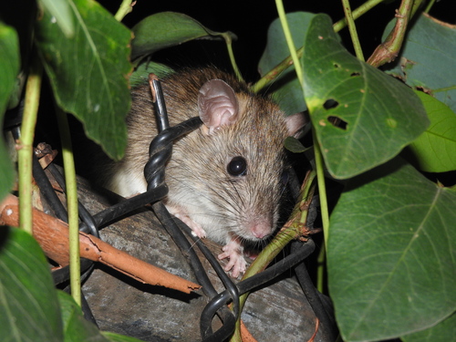 Black Rat