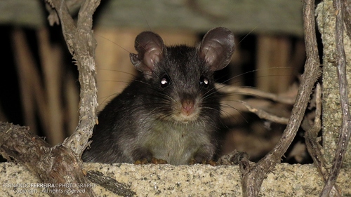 Black Rat