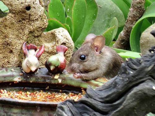 Black Rat