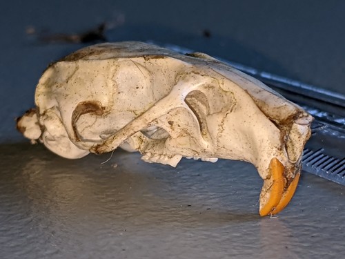 Black Rat