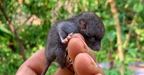 Black Rat