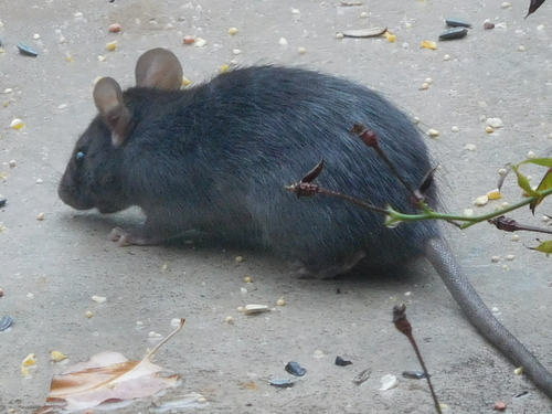 Black Rat