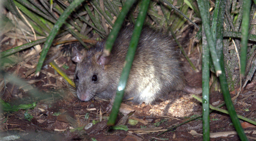 Black Rat