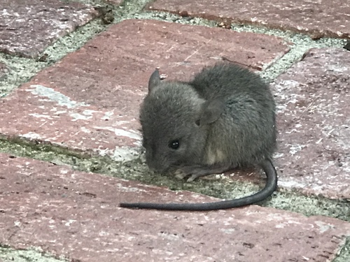 Black Rat