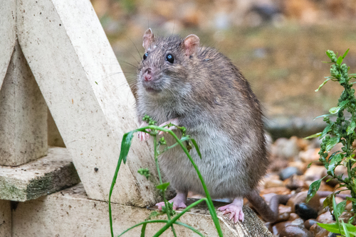 Brown Rat