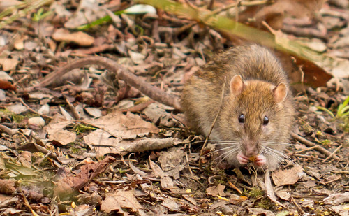 Brown Rat