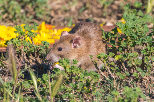 Brown Rat