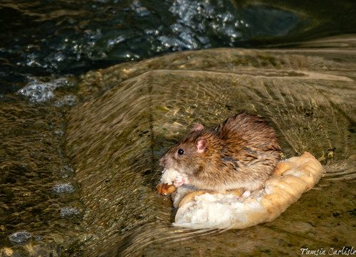 Brown Rat