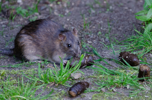 Brown Rat