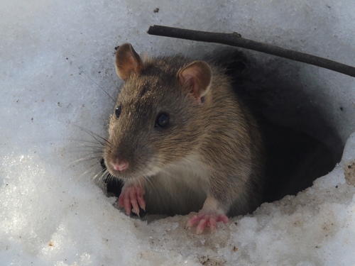 Brown Rat